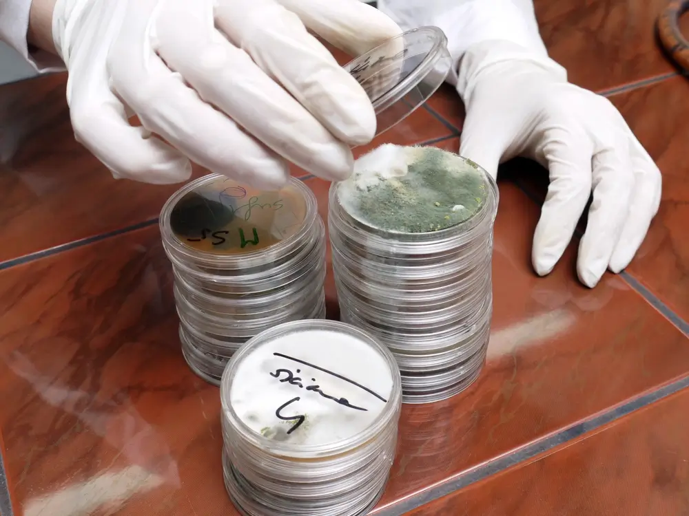 Mold inspector examining lab samples in protective gloves