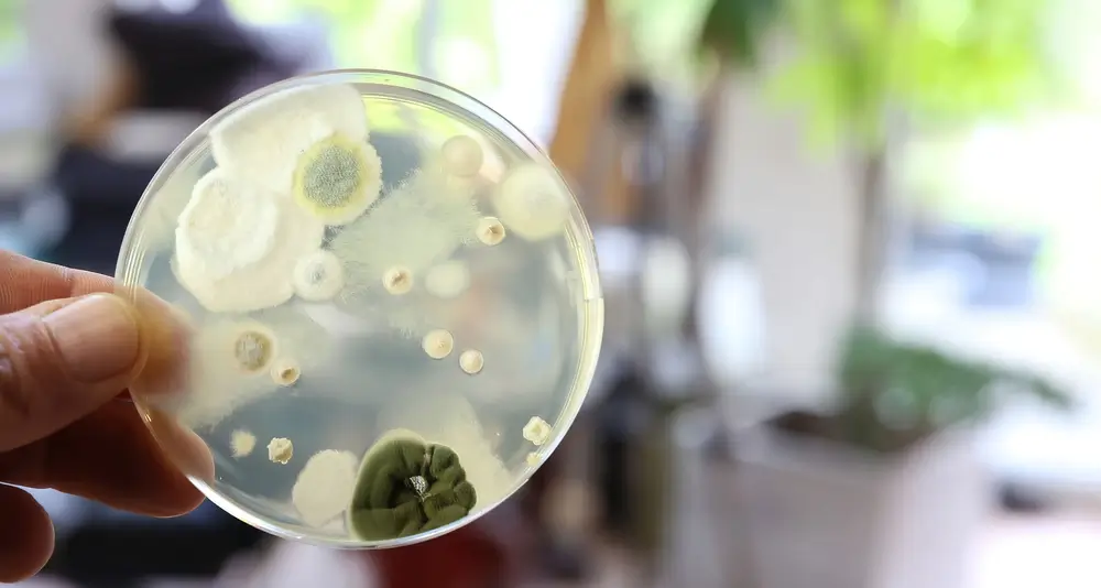 Mold sample on petri dish