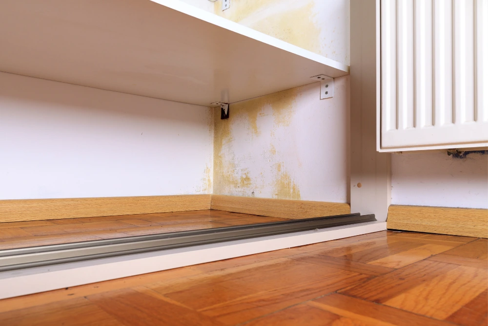 Hidden mold growth in a kitchen cabinet — typical Stachybotrys location